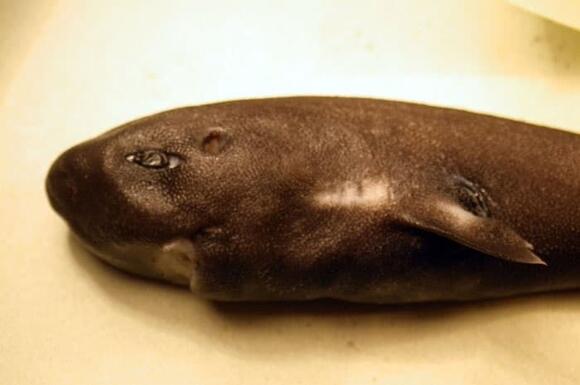 The Ocean’s Little-Known Mini Sharks off the U.S. Coast - NewsBreak
