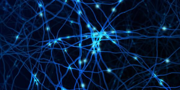 Testosterone may help new brain cells survive, and timing could matter ...