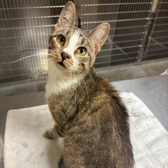 🐱 Friendly Ottawa Cats Ready for Adoption at Prairie Paws - NewsBreak