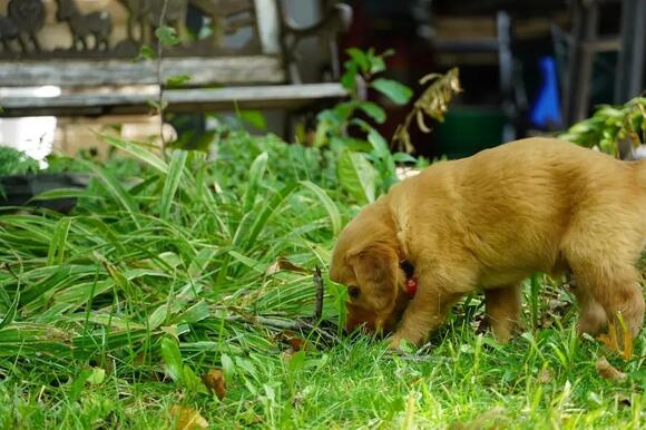 The Real Reason Dogs Eat Grass and When You Should Worry - NewsBreak - Signs That A Dog Is Overeating Grass