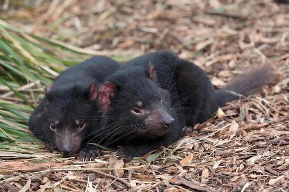 12 Extraordinary Facts About the Tasmanian Devil: The Fierce Island ...