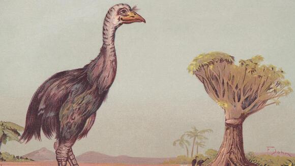 Peter Jackson Bought a 600-Year-Old Egg That Could Help Bring an ...