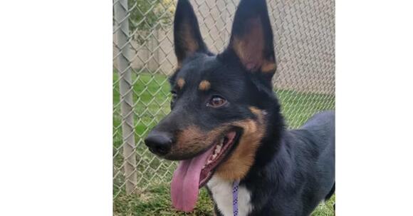 🐶 Playful, Loyal & Loving Dogs Ready for Adoption in Atlanta - NewsBreak