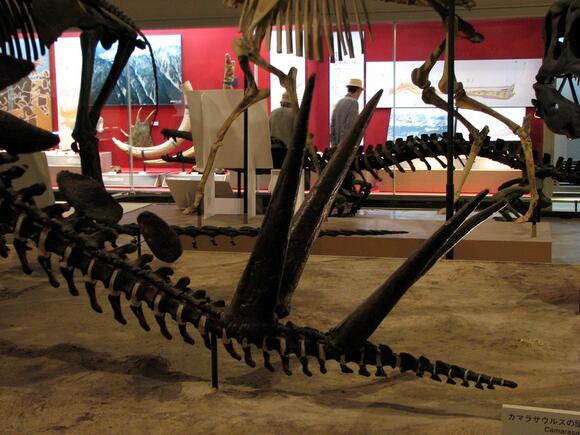 Allosaurus vs. Stegosaurus: Inside the Jurassic’s Iconic Predator–Prey ...