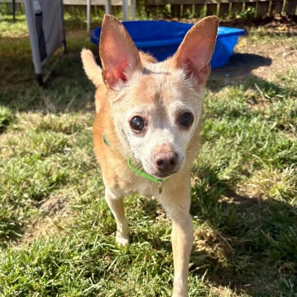 🐶 Friendly Shawnee Dogs Ready for Adoption at Melissa’s Second Chances ...