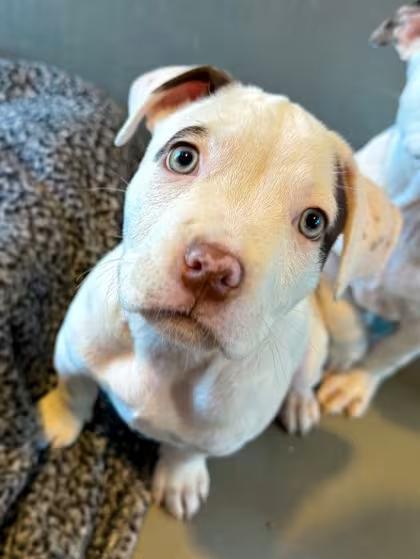 🐶 Gentle, Playful & Senior Dogs Await Adoption in New Orleans - NewsBreak