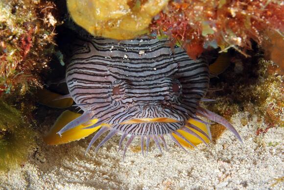 The Fish That Builds Nests - NewsBreak