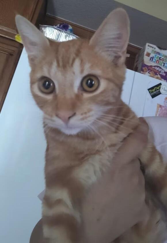 🐱 San Jacinto Cats Looking for Loving Homes Near You - NewsBreak
