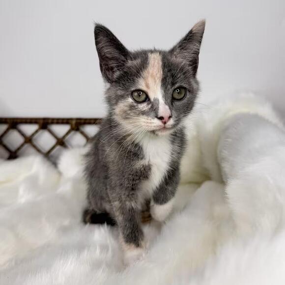 🐱 Playful, Silly & Sweet Cats Ready for Adoption in Fort Wayne - NewsBreak