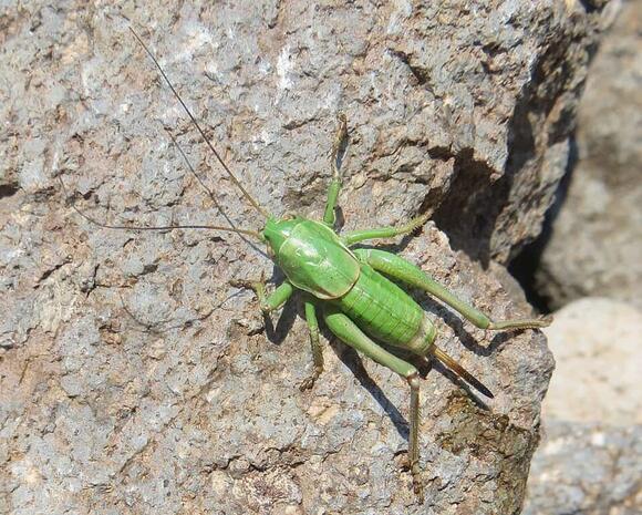 The Most Bizarre Insect Invasion Ever Seen in the U.S. - NewsBreak