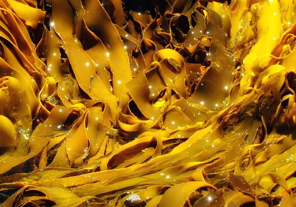 Why This Diver Feeds Sea Urchins to Fish—And Saves the Reef - NewsBreak