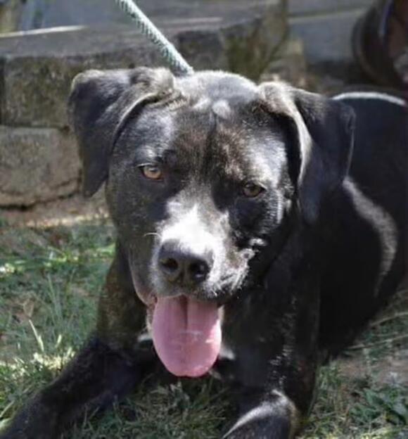 🐶 Playful, Gentle & Loving Dogs Ready for Adoption in Allentown - NewsBreak