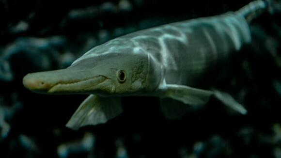The Most Unique Fish Found in the Great Lakes of Illinois - NewsBreak