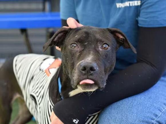 🐶 Friendly Mixed-Breed Dogs Hoping for Homes in Ridgewood, NY - NewsBreak