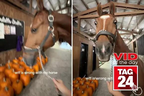 Viral Video of the Day for October 15, 2026: Horse has a hilariously ...