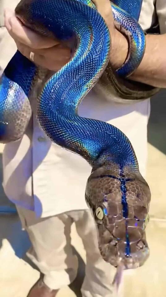 The Shimmering Rainbow Python That Took the Internet by Storm - NewsBreak