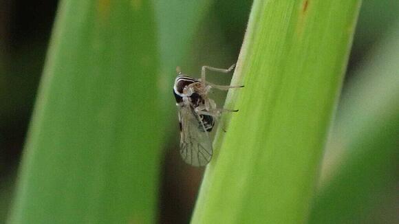 13 Fastest Insects in the World - NewsBreak