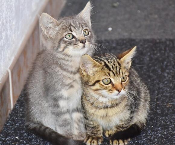 5 Myths About Cat Behavior That Are Simply Not True - NewsBreak