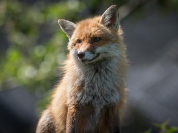 Baltimore officials warn of rabid foxes in Roland Park - NewsBreak