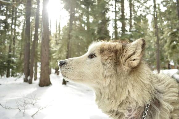 The Bold Wolf Pack of Juneau, Alaska—Too Close for Comfort - NewsBreak