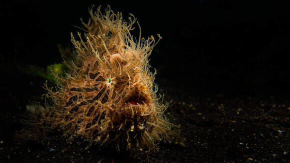 14 Sea Creatures With Mind-Blowing Camouflage - NewsBreak