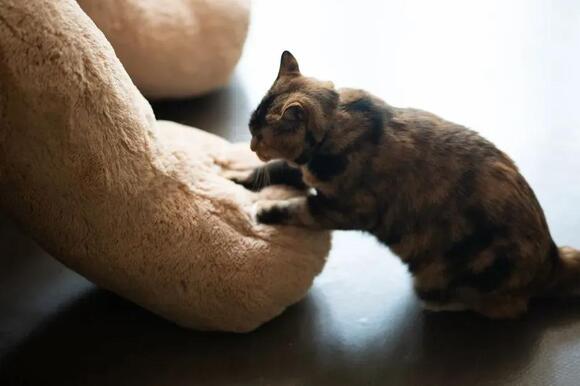 Every Purr and Knead is a Language: What Your Cat Is Truly Saying ...
