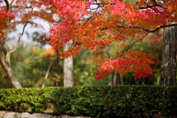 8 Plants You Should Never Grow Near Your House - NewsBreak