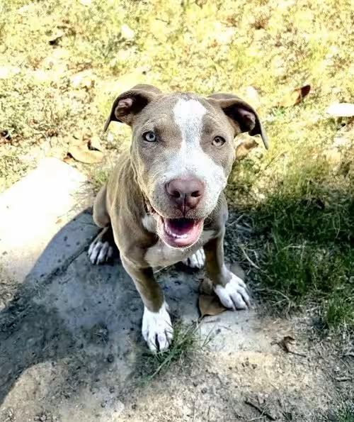 🐶 Olive Branch Dogs Ready for Adoption and New Beginnings - NewsBreak