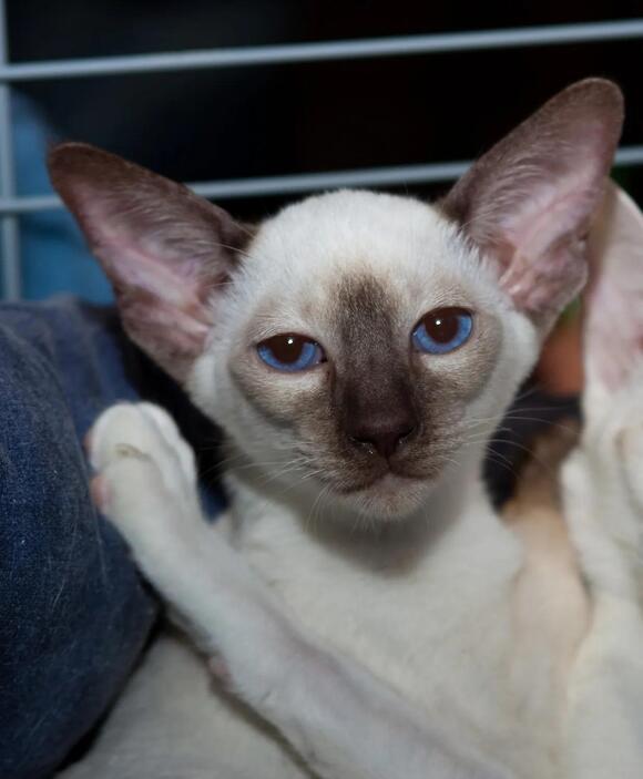 11 Animals With Blue Eyes, From Arctic Foxes to Snow Leopards - NewsBreak