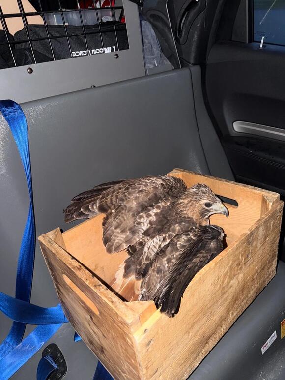 [PHOTOS] DC Sheriff’s Office Saves The Day With Hawk Rescue - NewsBreak