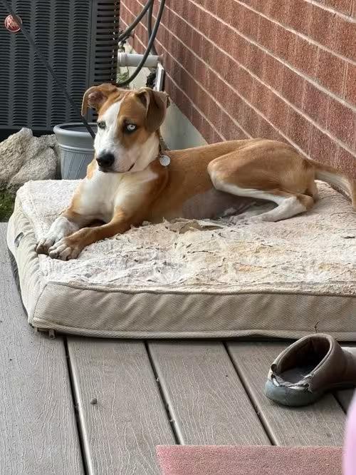 🐶 Playful, Gentle & Loyal Dogs Ready for Adoption in Salt Lake City ...