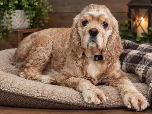🐶 Playful, Gentle & Loyal Dogs Ready for Adoption in Spring Valley ...
