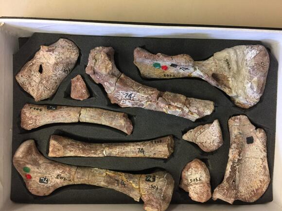 The Evidence for Bone-Crunchers in the Mesozoic - NewsBreak
