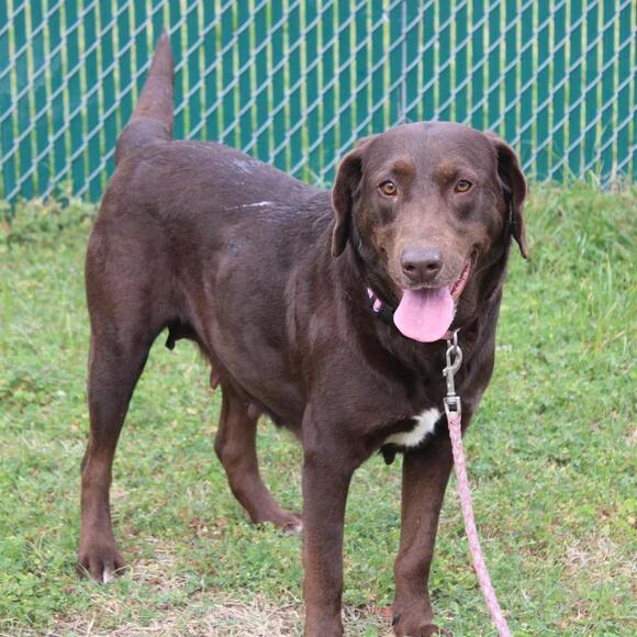 🐶 Playful & Loving Dogs Ready for Adoption in Cleveland, MS - NewsBreak