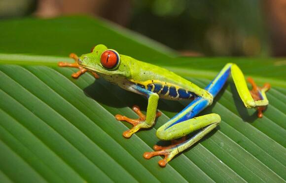 13 Beginner Friendly Amphibians That Make Great Pets - NewsBreak