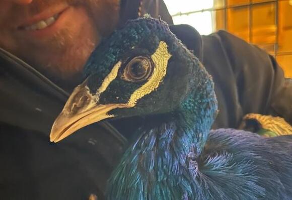 100 animals seized from LI home after man seen walking ostrich on leash ...