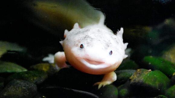 8-animals-that-defy-the-rules-of-evolution-newsbreak