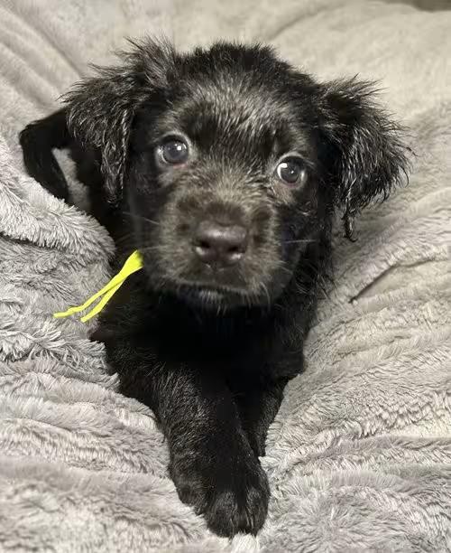 🐶 Playful Labrador Retriever Puppies Ready for Adoption in Hillsboro ...