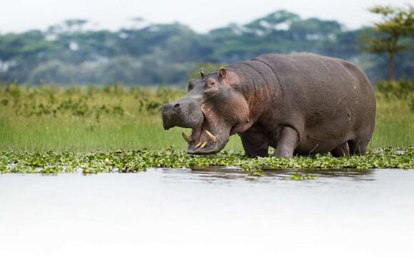 These Animals Let Out the Most Farts in the World - NewsBreak
