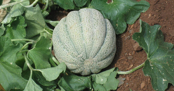 14 Vegetables That Grow Well In Desert Conditions - NewsBreak