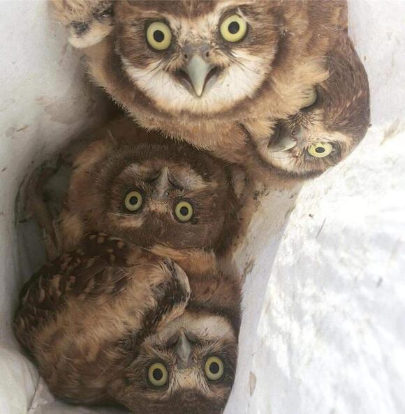 ‘Endangered' listing proposed for WA burrowing owls. Most nest by Tri ...