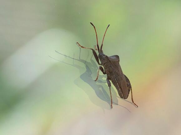 Five Types Of Insects Invade Rockford Area Homes When Temperatures Drop ...