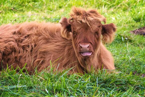 What a Cow’s Moo Really Means—Decoded by Science - NewsBreak