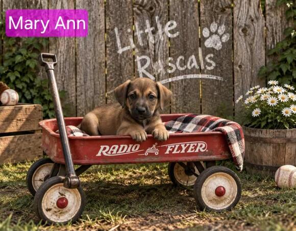 🐶 Playful Shepherd Mix Puppies Ready for Adoption in Forest Hill ...