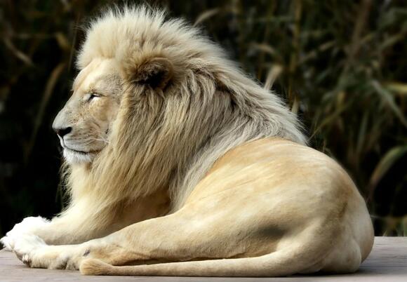How Big Cats Mark Their Territory and Communicate With Rivals - NewsBreak