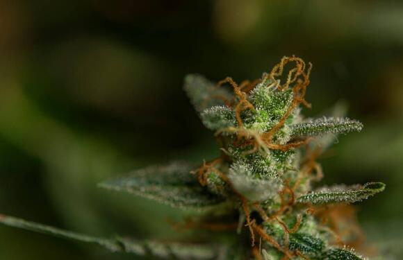 Illinois Proposes Rules for 45 New Marijuana Infuser Licenses by ...