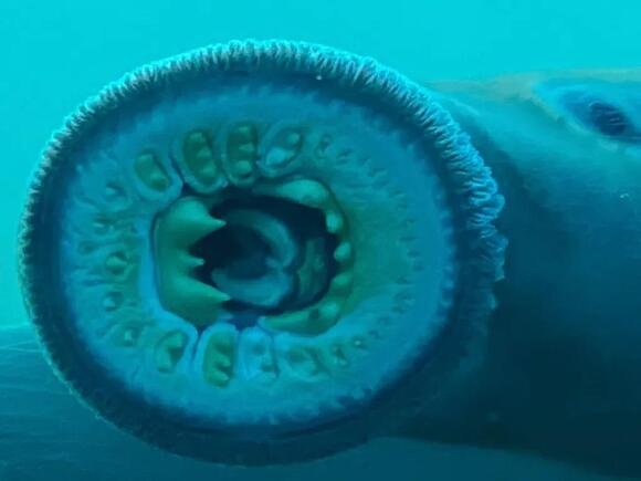The Strange Fish Turning Up in Lakes Across the Midwest - NewsBreak