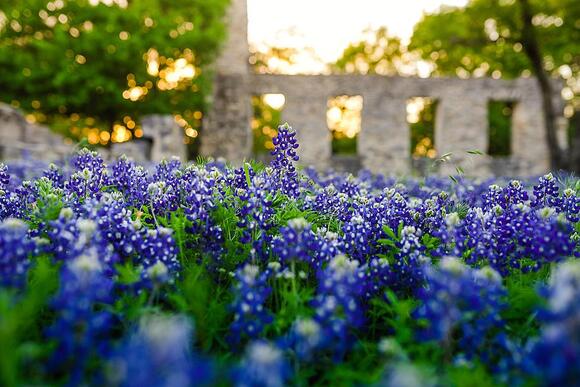 Rare Albino Bluebonnets Spotted At Inks Lake State Park In Central ...
