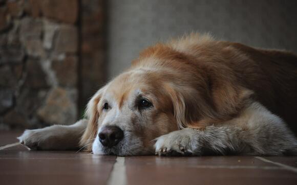 Why is My Dog Awake at 3 AM Every Morning - NewsBreak