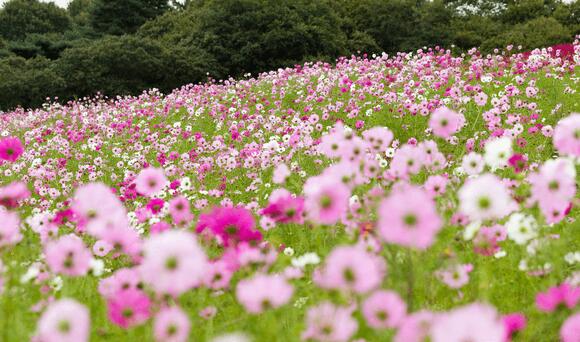 The 2026 Garden Color Of The Year Has Been Announced—Here's How To Use ...
